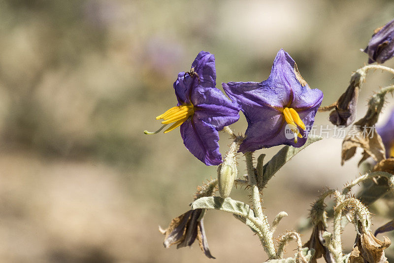 兰顶茄(Solanum rantonnei)的紫色花朵，被称为蓝马铃薯(Lycianthes rantonnetii)